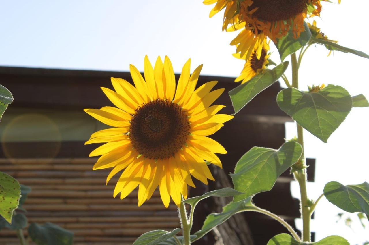 Il Girasole Alloggio Villa Fluminimaggiore Exterior photo